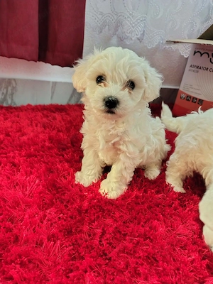 Căutăm căsuța. Bichon maltez 500 lei negociabil. 