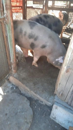 Vand porci de tăiat pentru Crăciun  - imagine 4
