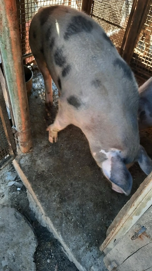 Vand porci de tăiat pentru Crăciun 