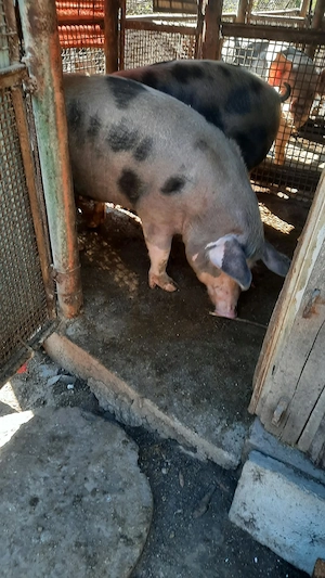 Vand porci de tăiat pentru Crăciun  - imagine 5