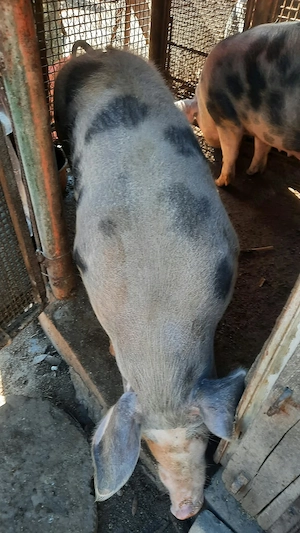 Vand porci de tăiat pentru Crăciun  - imagine 3