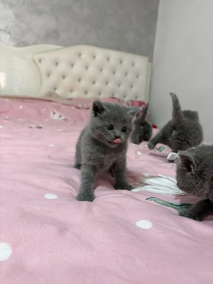 pisoi british shorthair blue - imagine 4