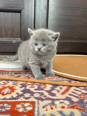pisoi british shorthair blue - imagine 5