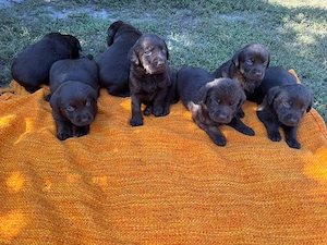 7 pui Labrador Retriever   6 săptămâni, disponibili pentru rezervare - imagine 2