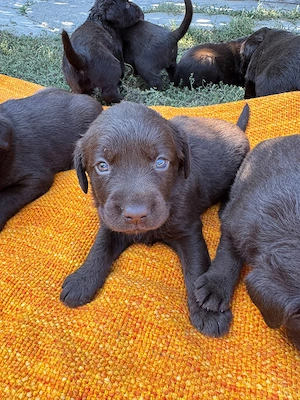 7 pui Labrador Retriever   6 săptămâni, disponibili pentru rezervare - imagine 3