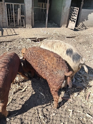  Vier Mangalița 85 kg.