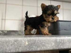 Yorkshire terrier pui