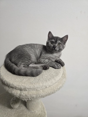 British shorthair 