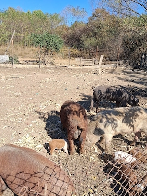  Vier Mangalița 85 kg.
