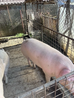 Porci de vanzare - imagine 4