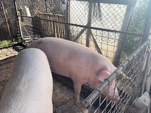 Porci de vanzare