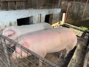 Porci de vanzare - imagine 2