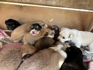 Vând pui de husky și bichon 