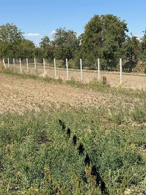 Vand casa si teren , situata central , langa biserica , sat Lugojel , la 6 km de Lugoj - imagine 19