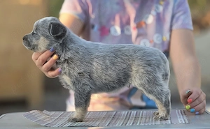 Australian Cattle Dog -mascul - imagine 3