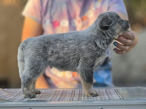 Australian Cattle Dog -mascul