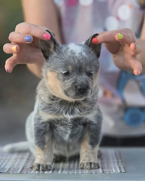 Australian Cattle Dog -mascul - imagine 4