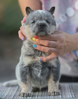 Australian Cattle Dog -mascul - imagine 2