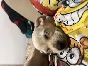 Vând cățeluși de Teckel cu Bichon 