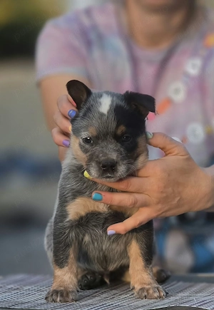 Australian Cattle Dog - mascul - imagine 2