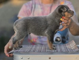 Australian Cattle Dog - mascul - imagine 3