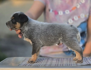 Australian Cattle Dog - mascul