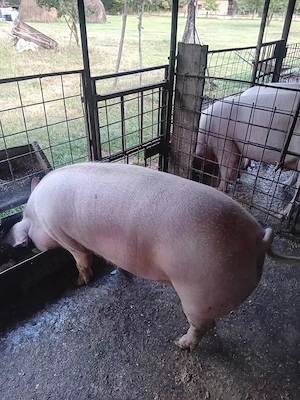 de vinzare porci  - imagine 3