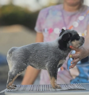 Australian Cattle Dog- femela - imagine 2