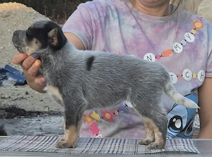 Australian Cattle Dog- femela - imagine 4