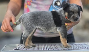 Australian Cattle Dog - femela - imagine 2