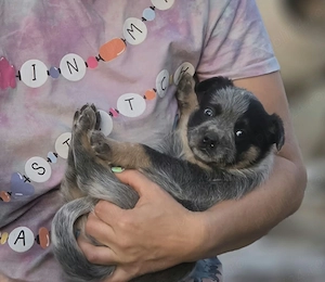 Australian Cattle Dog - femela - imagine 4