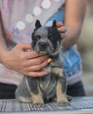 Australian Cattle Dog - femela