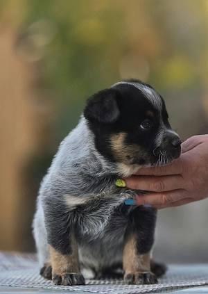 Australian Cattle Dog  - mascul - imagine 2
