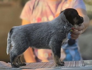 Australian Cattle Dog  - mascul - imagine 4