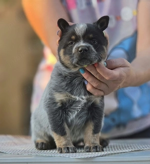 Australian Cattle Dog  - mascul - imagine 3