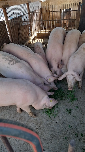 Vând porci grași  - imagine 5