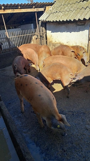 Vând porci grași  - imagine 2