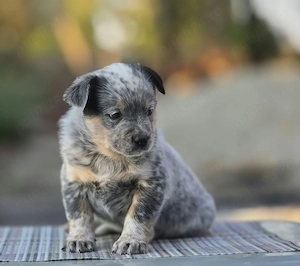 Australian Cattle Dog  - mascul - imagine 4