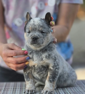 Australian Cattle Dog  - mascul - imagine 3