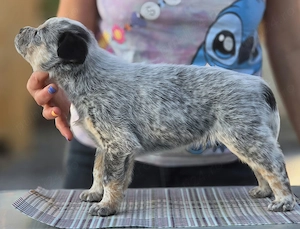Australian Cattle Dog  - mascul - imagine 2