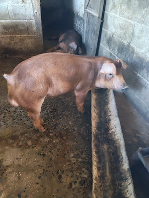 Porci, vier de vanzare - imagine 3