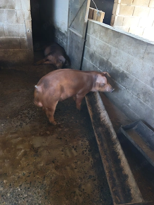 Porci, vier de vanzare - imagine 4