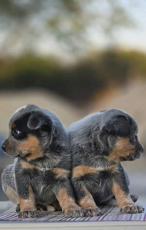 Australian Cattle Dog  -mascul - imagine 4