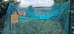 Casa de locuit cabana cu plantatie de afini,  3600mp, intravilan - imagine 9