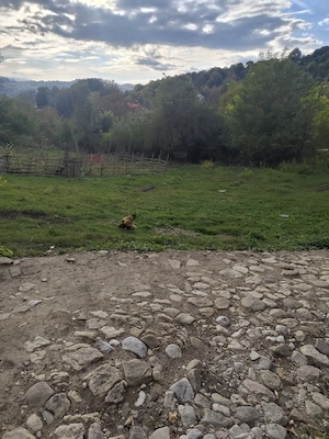 Teren intravilan 1.560 mp + casă 70 mp | Provița de Jos, jud. Prahova | Iesire la strada asfaltata  - imagine 3