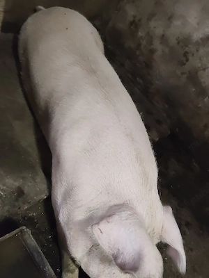 Porc de vânzare 