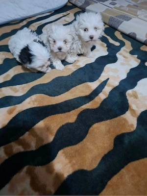Bichon Maltez   
