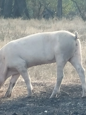 Vând purcea în ju de 40,50kg - imagine 3