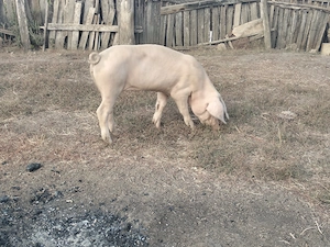 Vând purcea în ju de 40,50kg - imagine 4