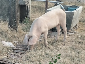 Vând purcea în ju de 40,50kg